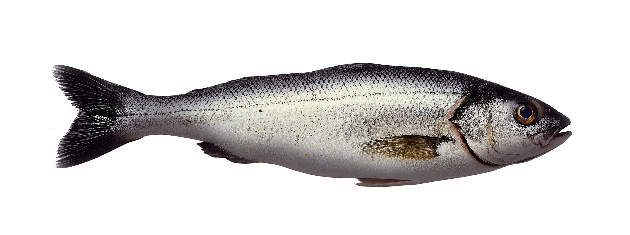 Fish 1